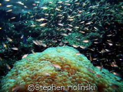 Bubble Coral and some resident fish swimming about.  Take... by Stephen Holinski 